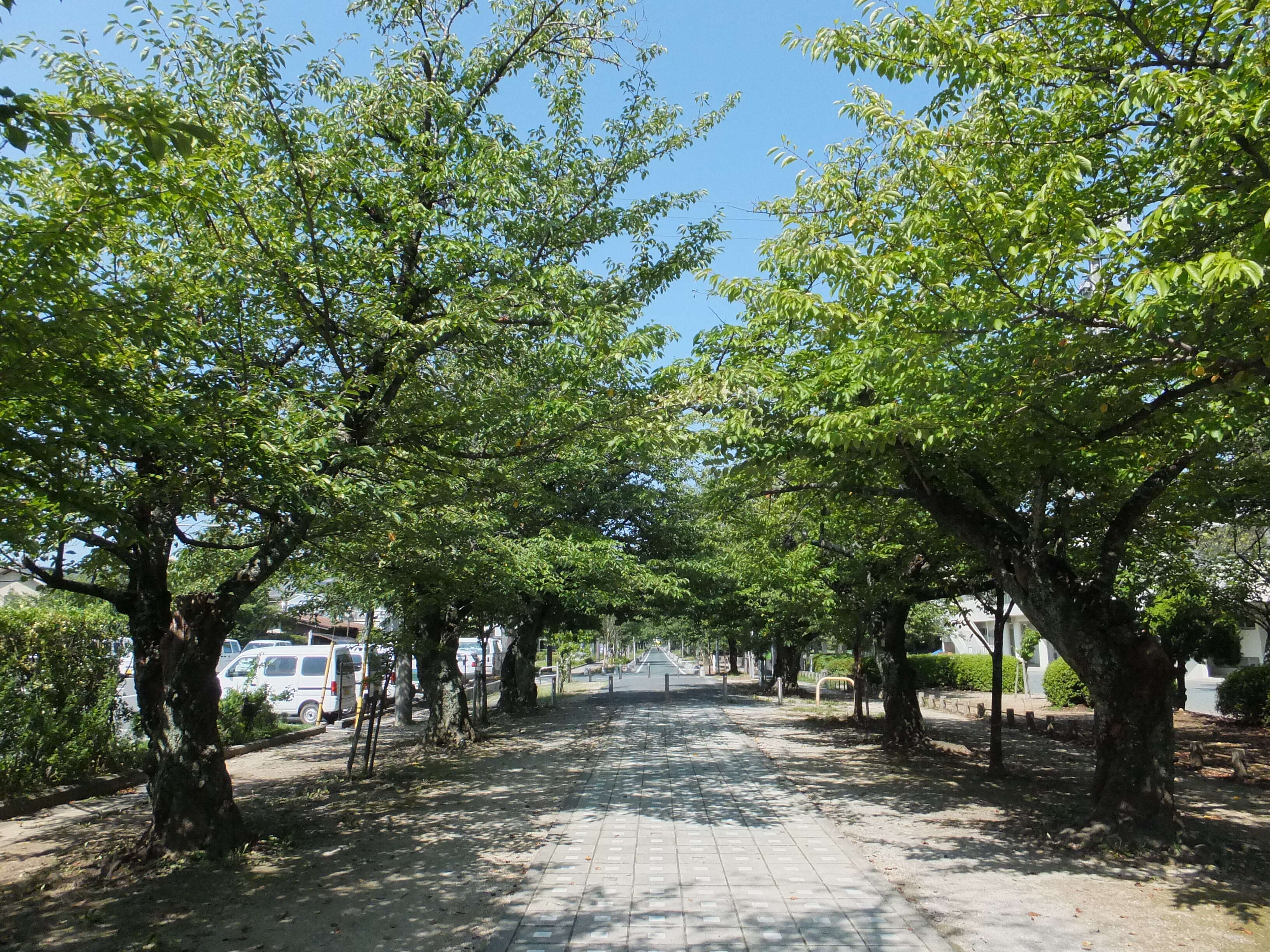 Plancia ëd Prunus yedoensis Matsum.