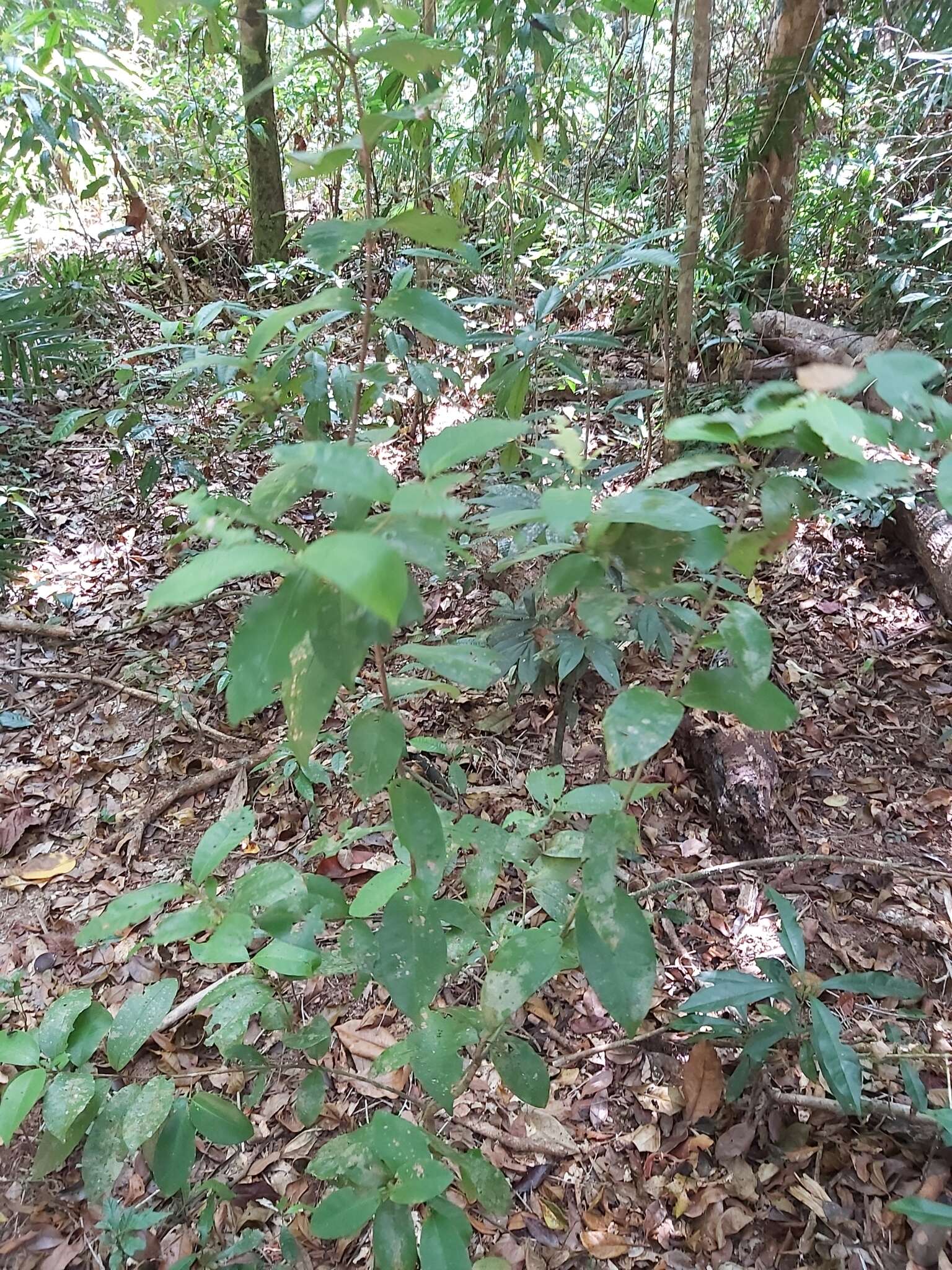 Image of Ixora biflora Fosberg