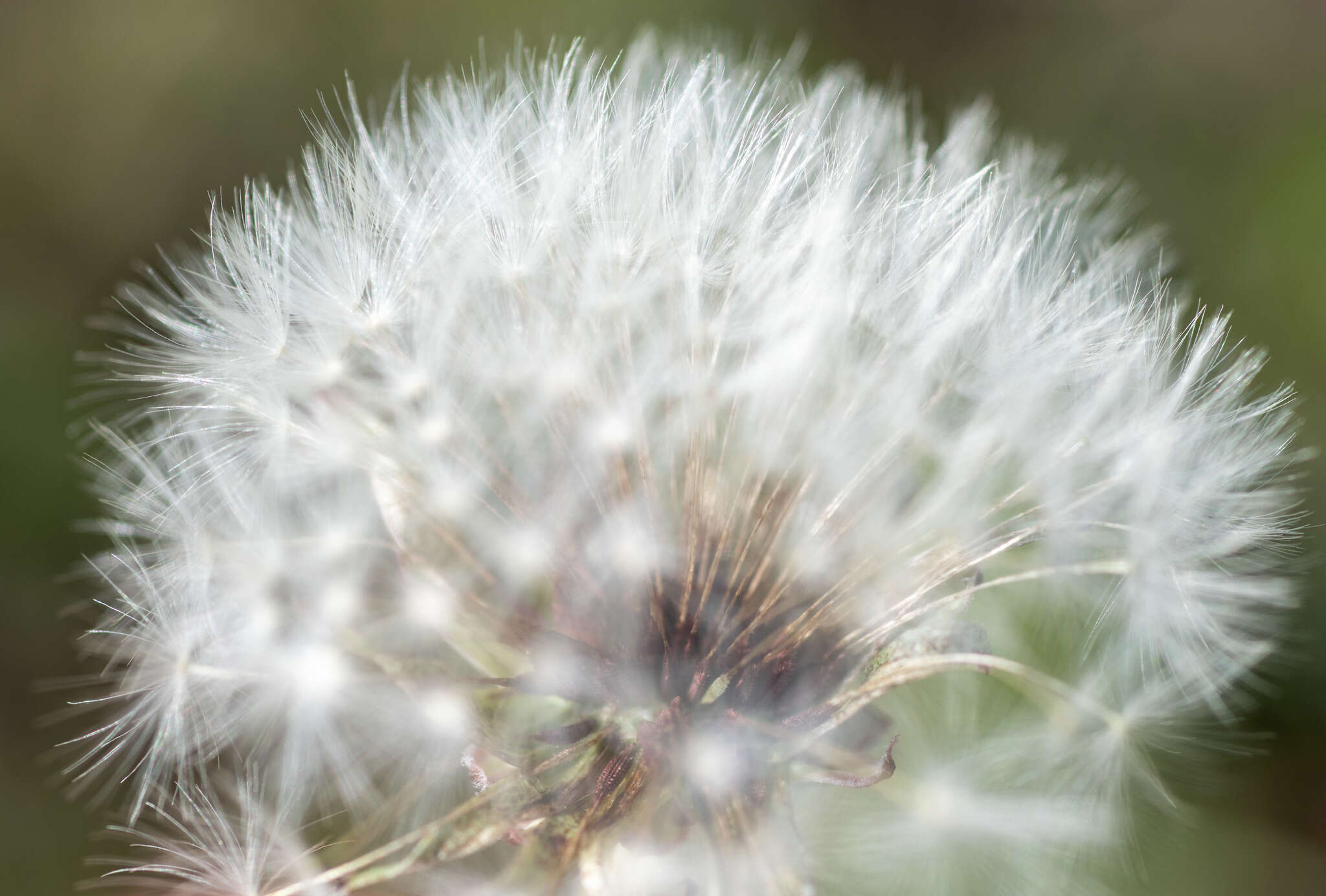 Taraxacum dissectum (Ledeb.) Ledeb.的圖片