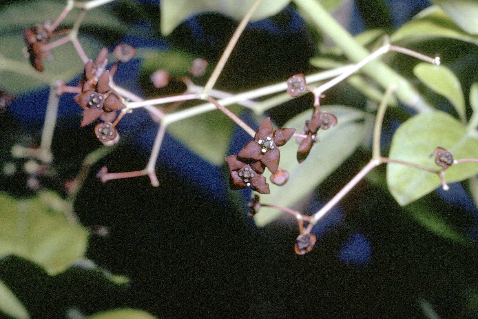 Image of burningbush