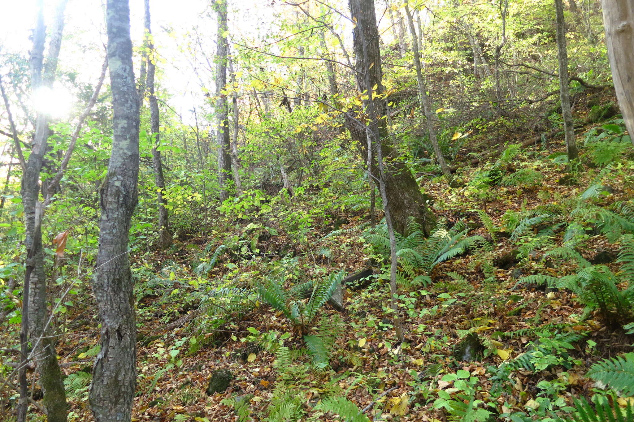 Image of Dryopteris crassirhizoma Nakai