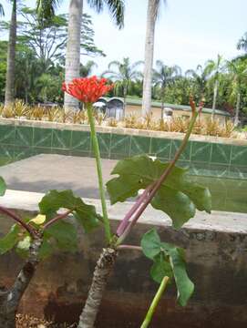 Imagem de Jatropha podagrica Hook.