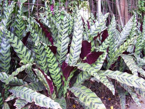 Image of calathea