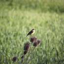 Image de Motacilla flava iberiae Hartert 1921