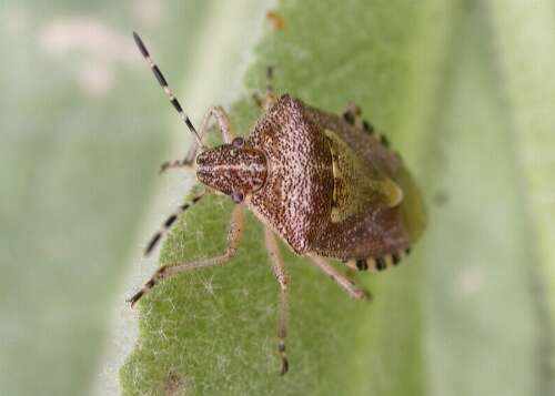 Image of sloe bug