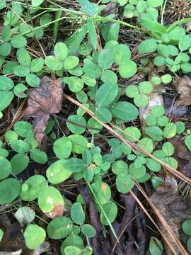 Imagem de Lespedeza procumbens Michx.