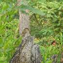 Image of Indian Tree Shrew