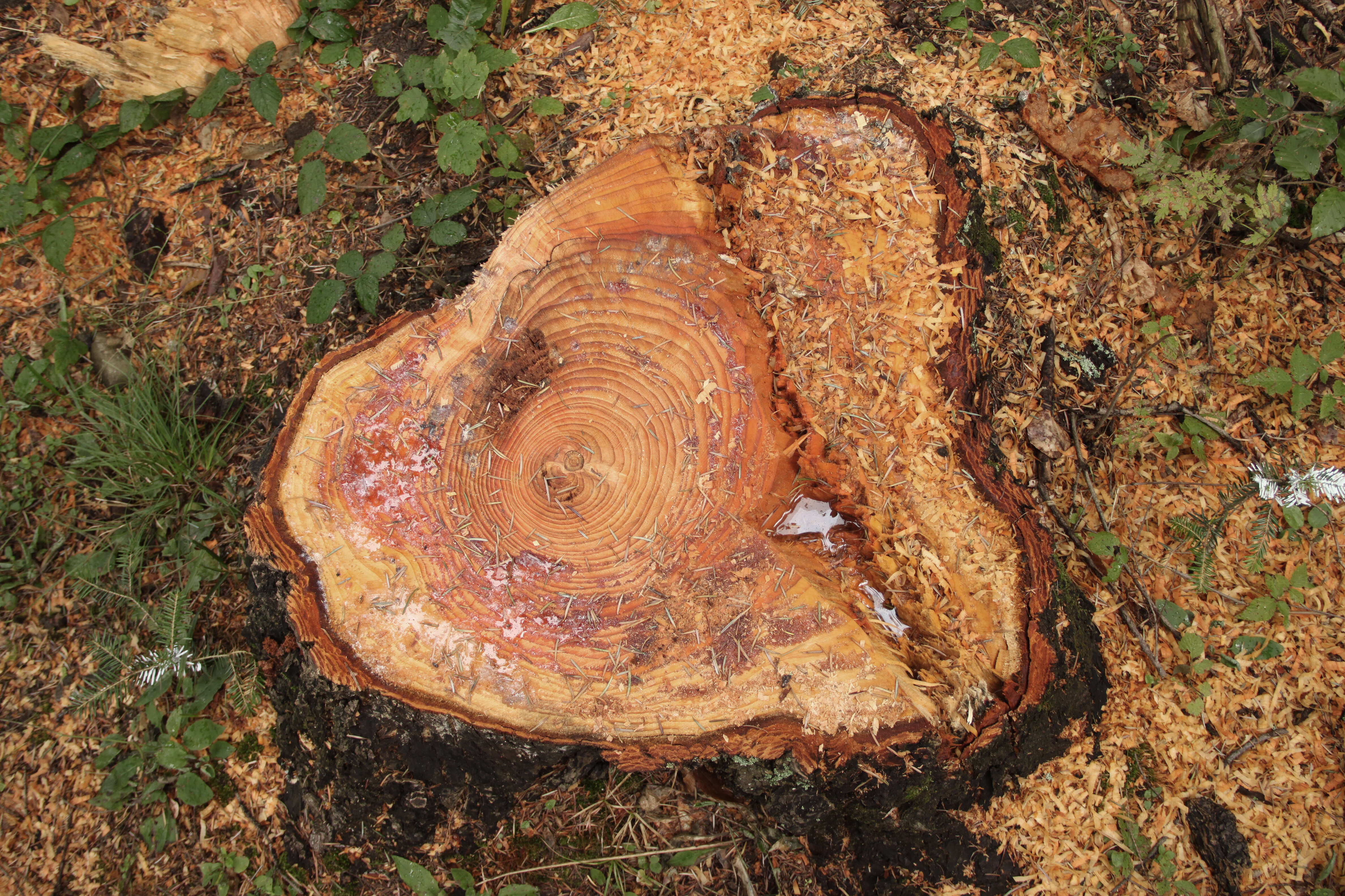 Image of Douglas Fir