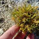 Image of Parry's rabbitbrush