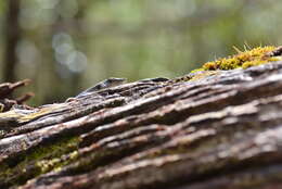 Image of Southern Whiptailed Skink