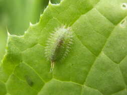 Image of thistle tortoise beetle