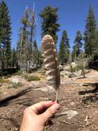 Image of California Spotted Owl