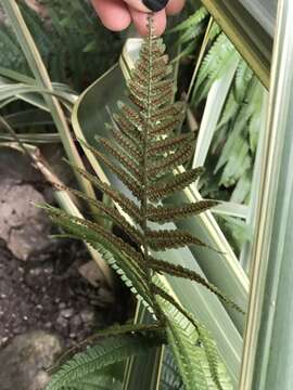 Image of alpine woodfern