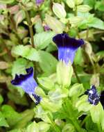 Image de Torenia fournieri Linden ex E. Fourn.