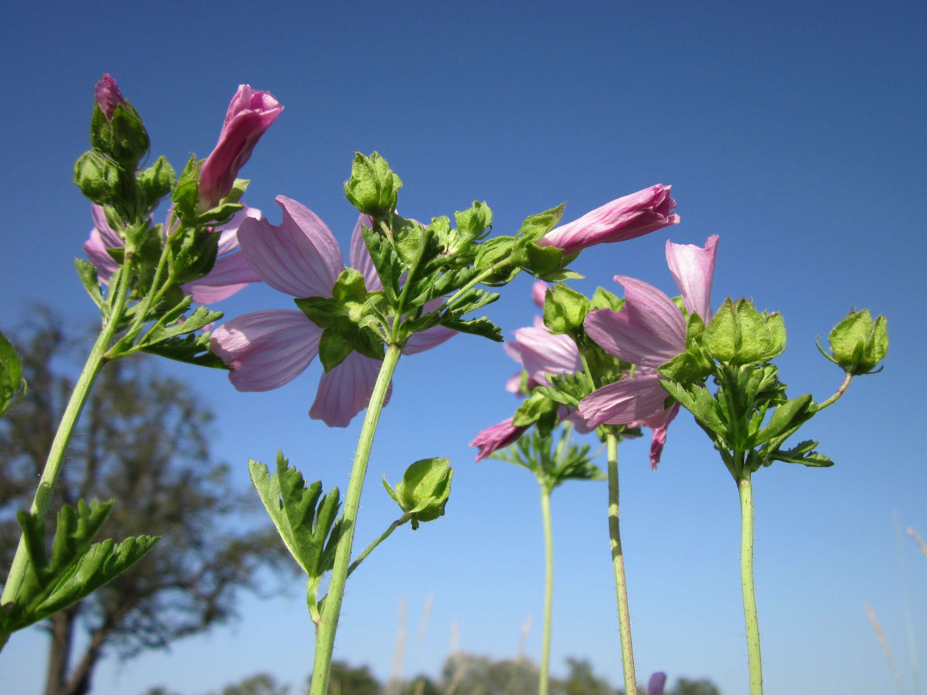 Image of musk mallow