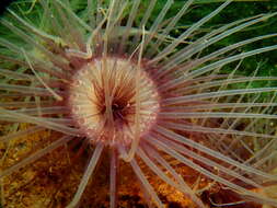 Image of Pachycerianthus borealis (Verrill 1873)