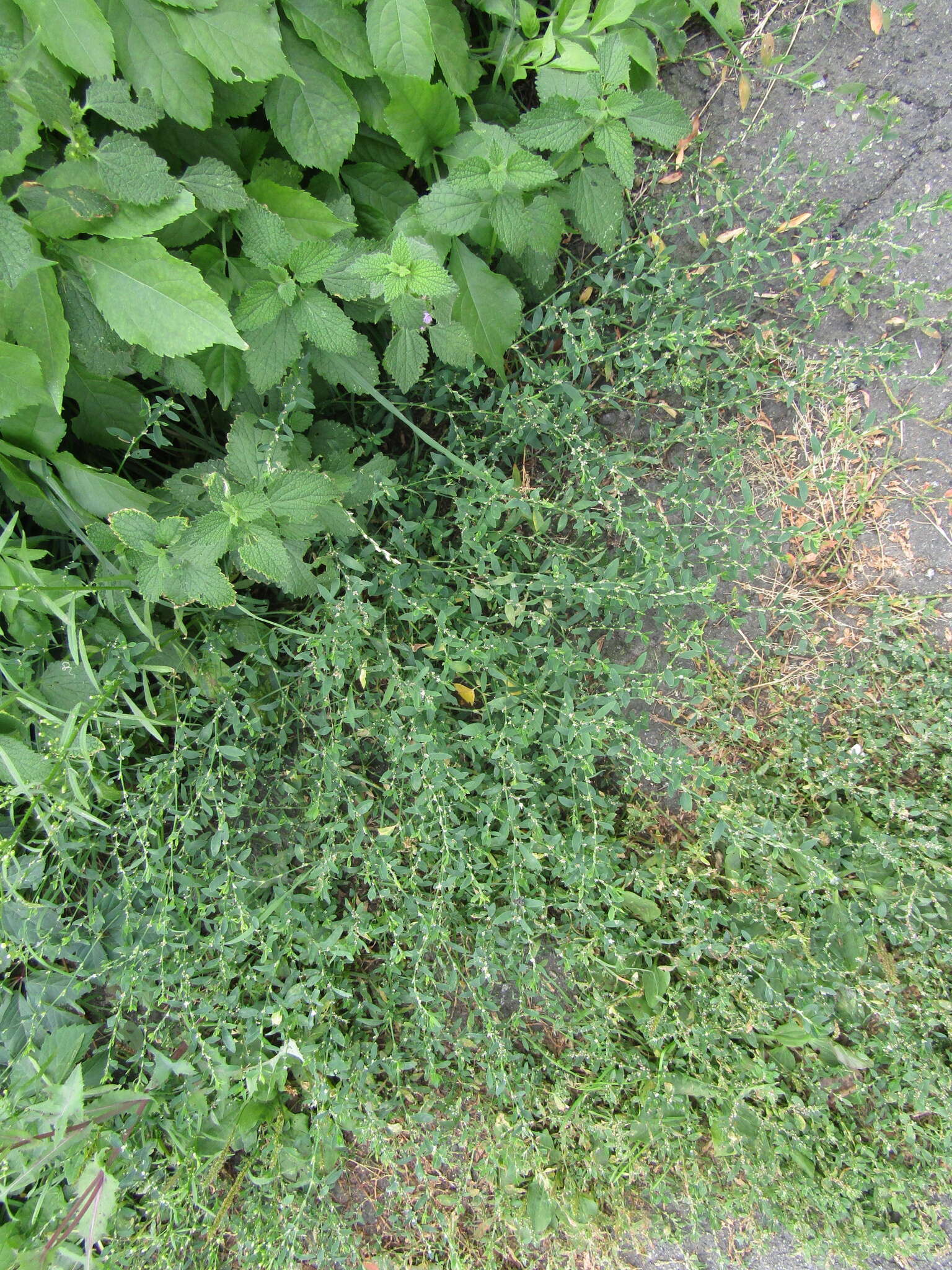 Image of Polygonum aviculare subsp. aviculare