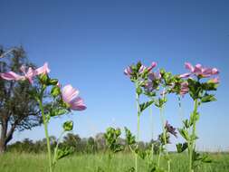 Image of european mallow