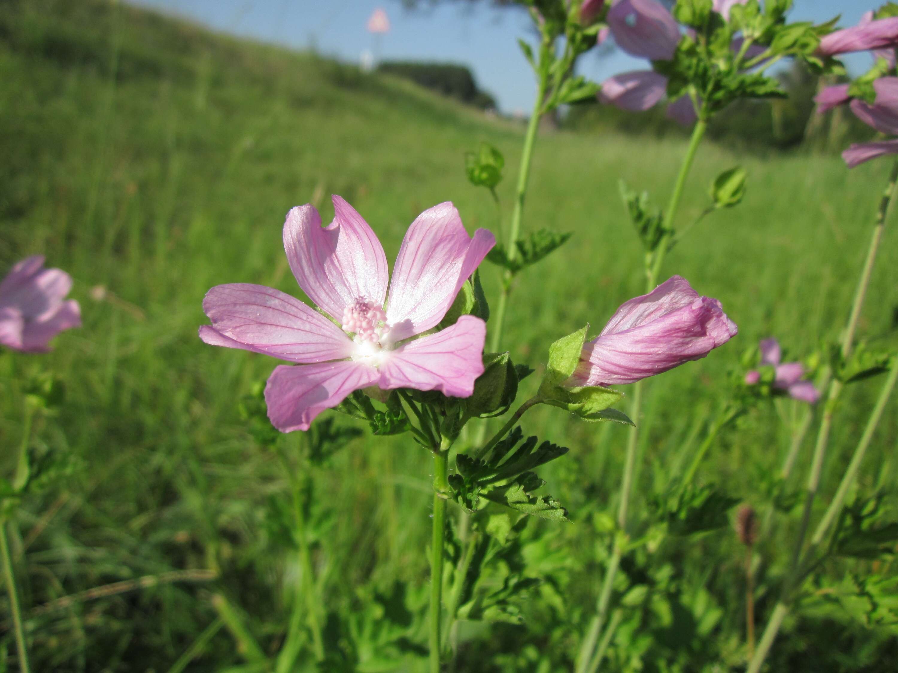 Image of european mallow