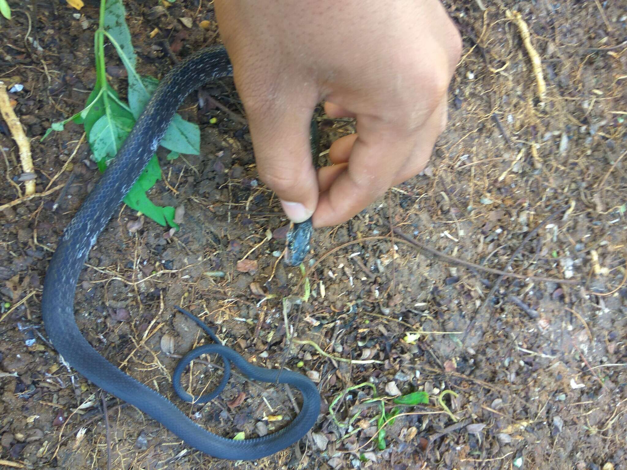 Image of Black Copper Rat Snake