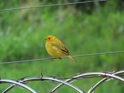 Image of Sicalis flaveola flaveola (Linnaeus 1766)