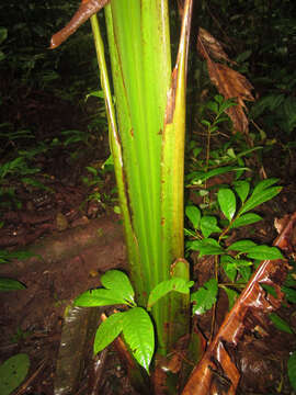 Image of Phenakospermum guyannense (A. Rich.) Endl. ex Miq.