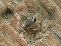 Image of Rock Nuthatch