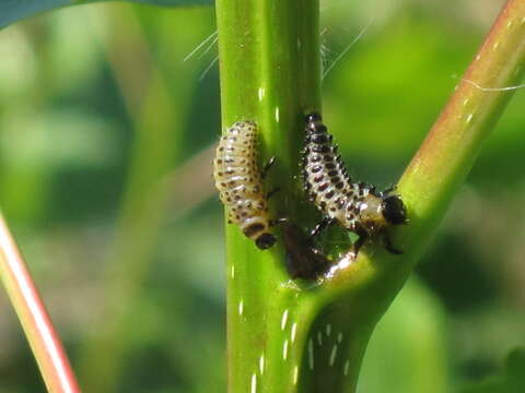 Image of Chrysomela populi