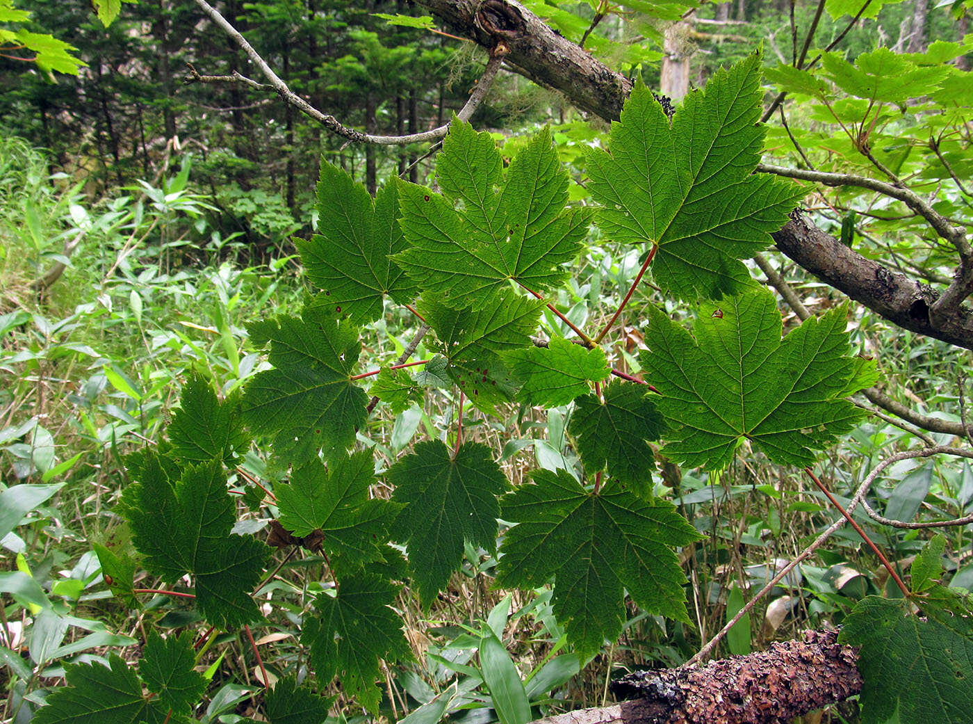 Acer caudatum Wall. resmi