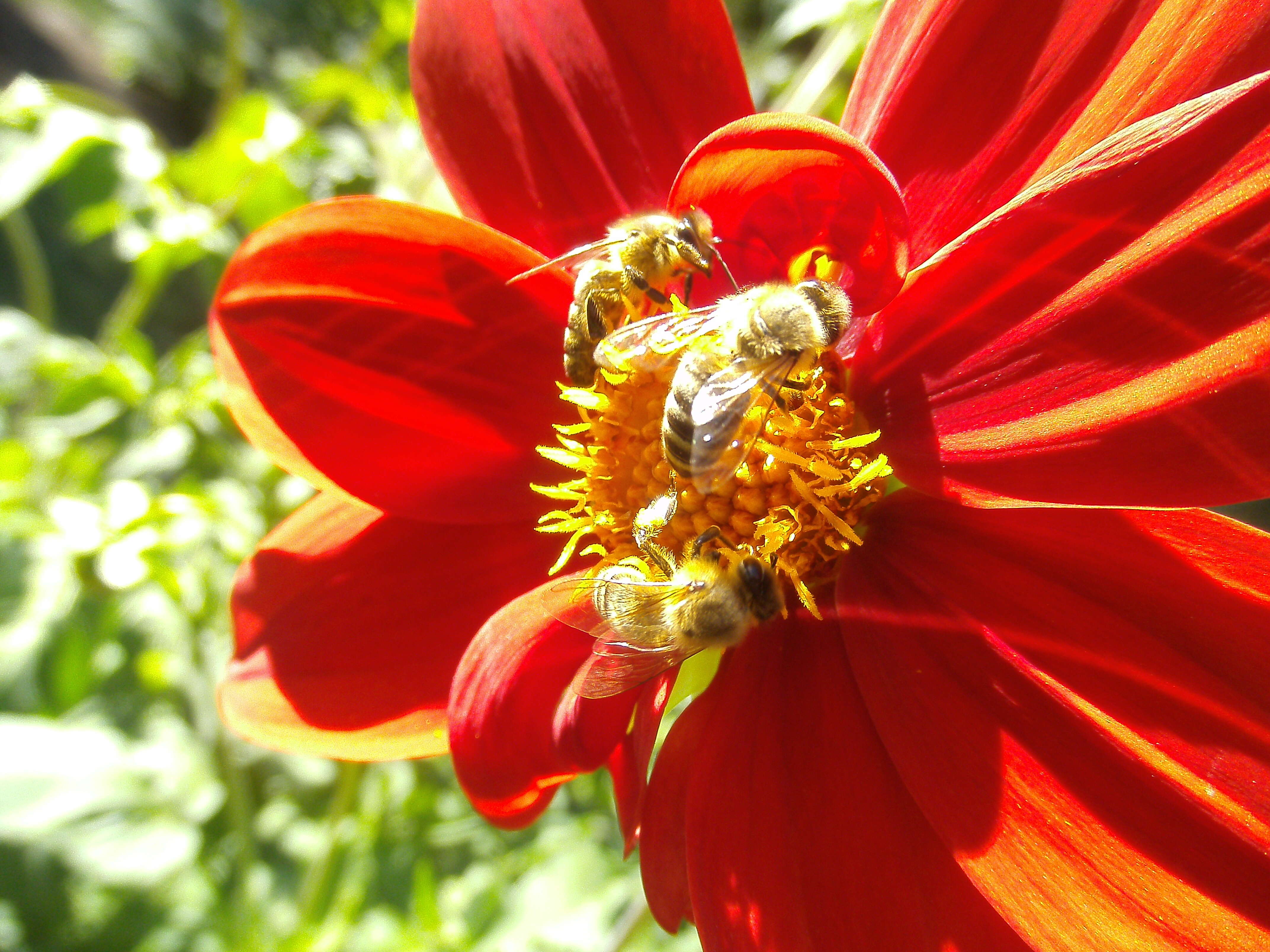 صورة Dahlia coccinea Cav.