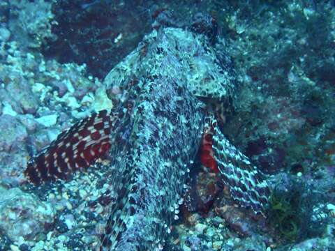 Image of Senegalese rockfish