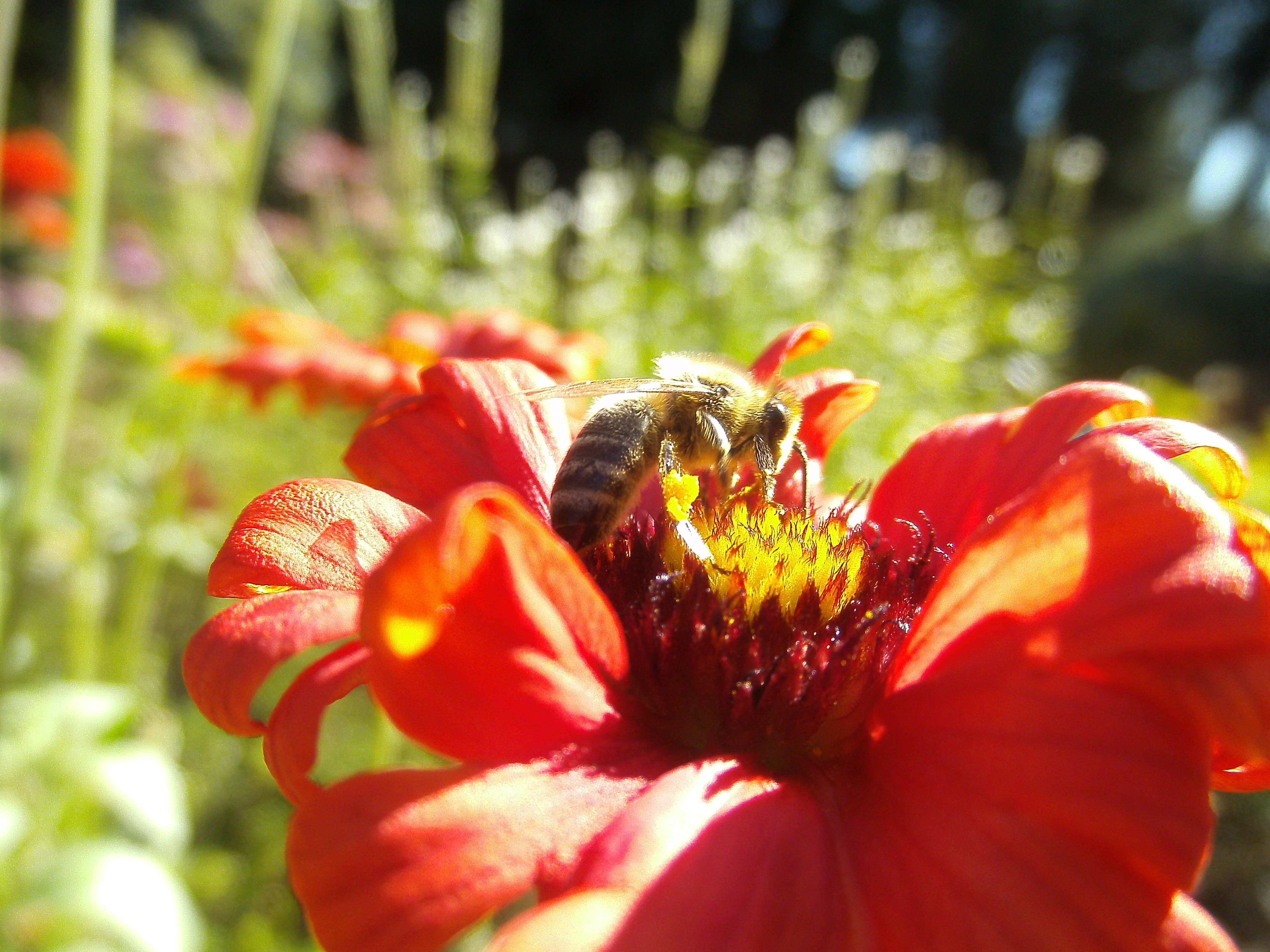 Image of red dahlia