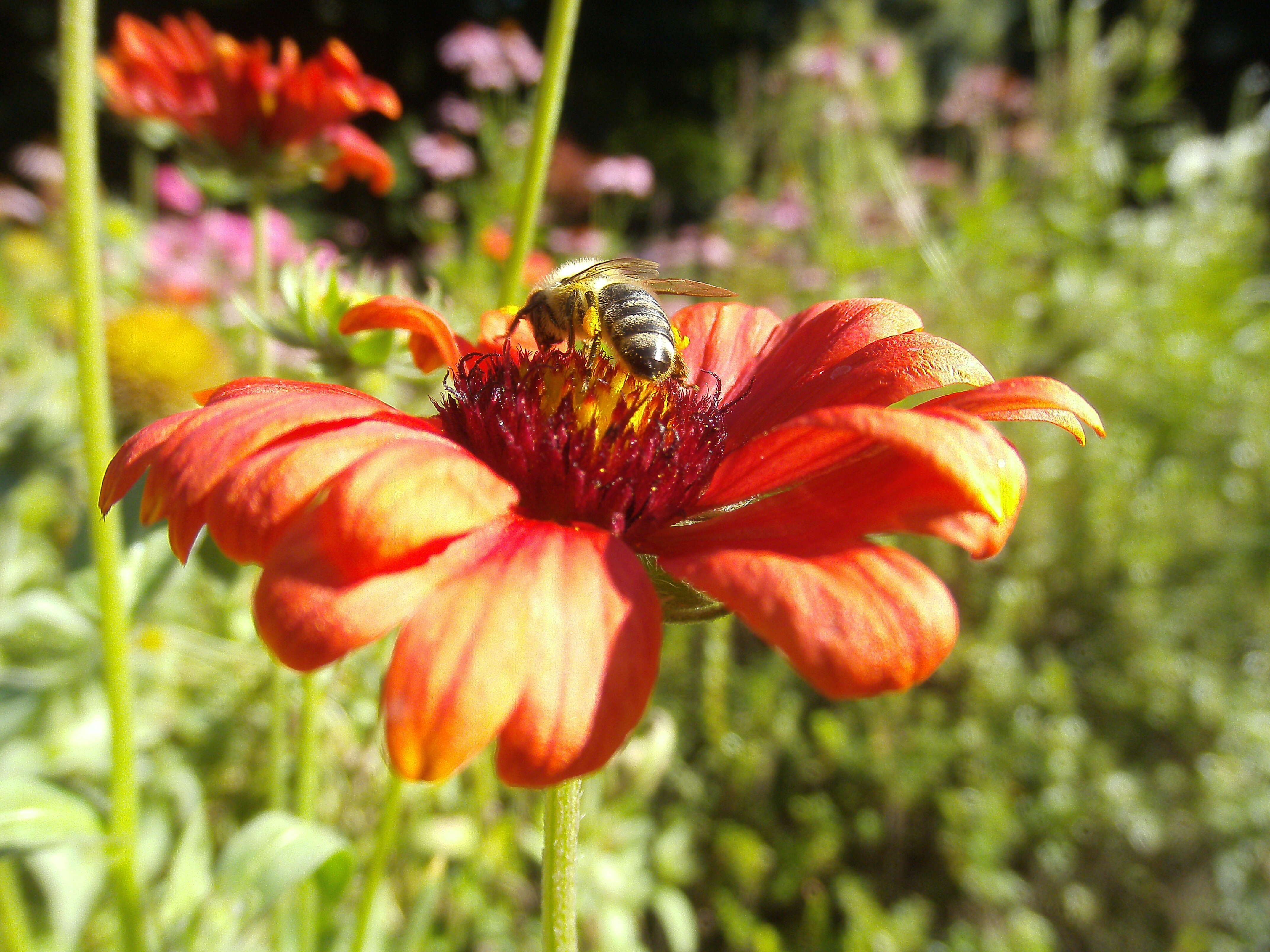 Image of red dahlia