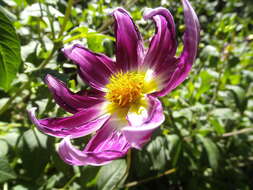 Image of pinnate dahlia