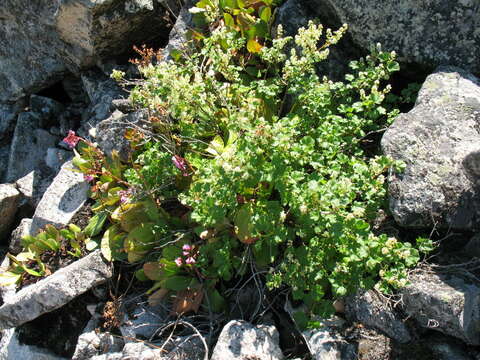 Image de Ribes fragrans Pall.