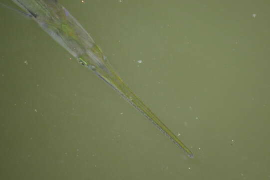 Image of Banded needlefish