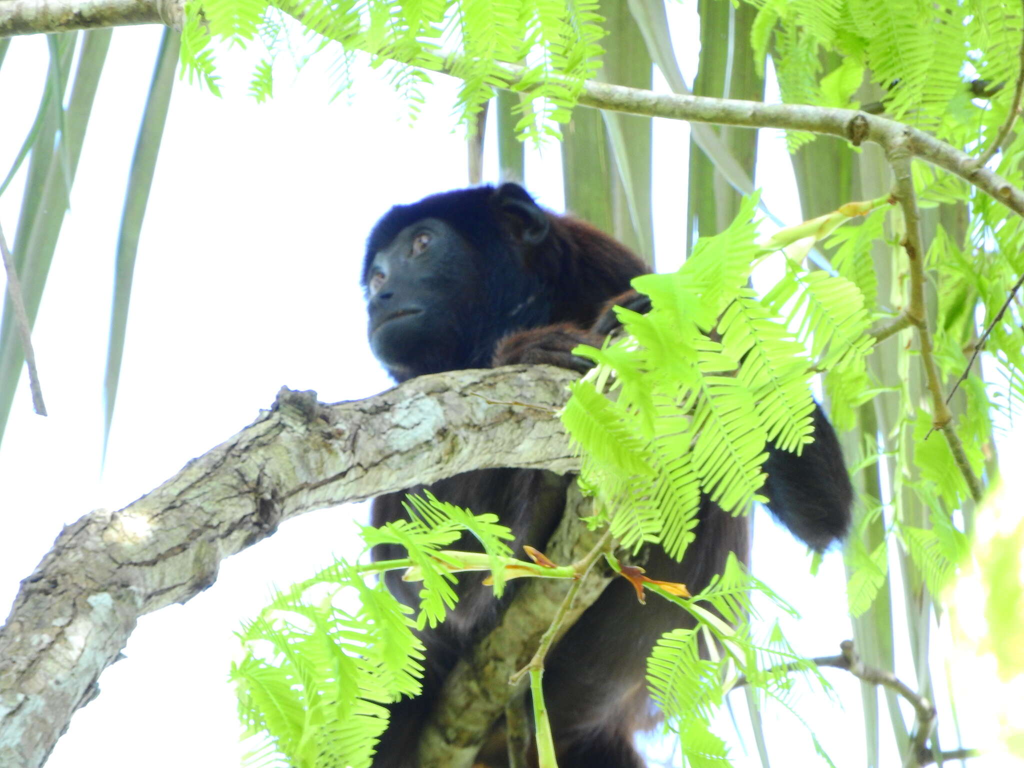 Image of Red-handed Howling Monkey