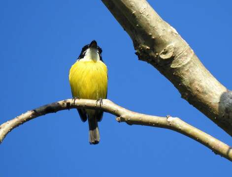 Image of Black-headed Tody-Flycatcher