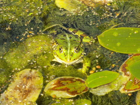 Image of Pelophylax esculentus