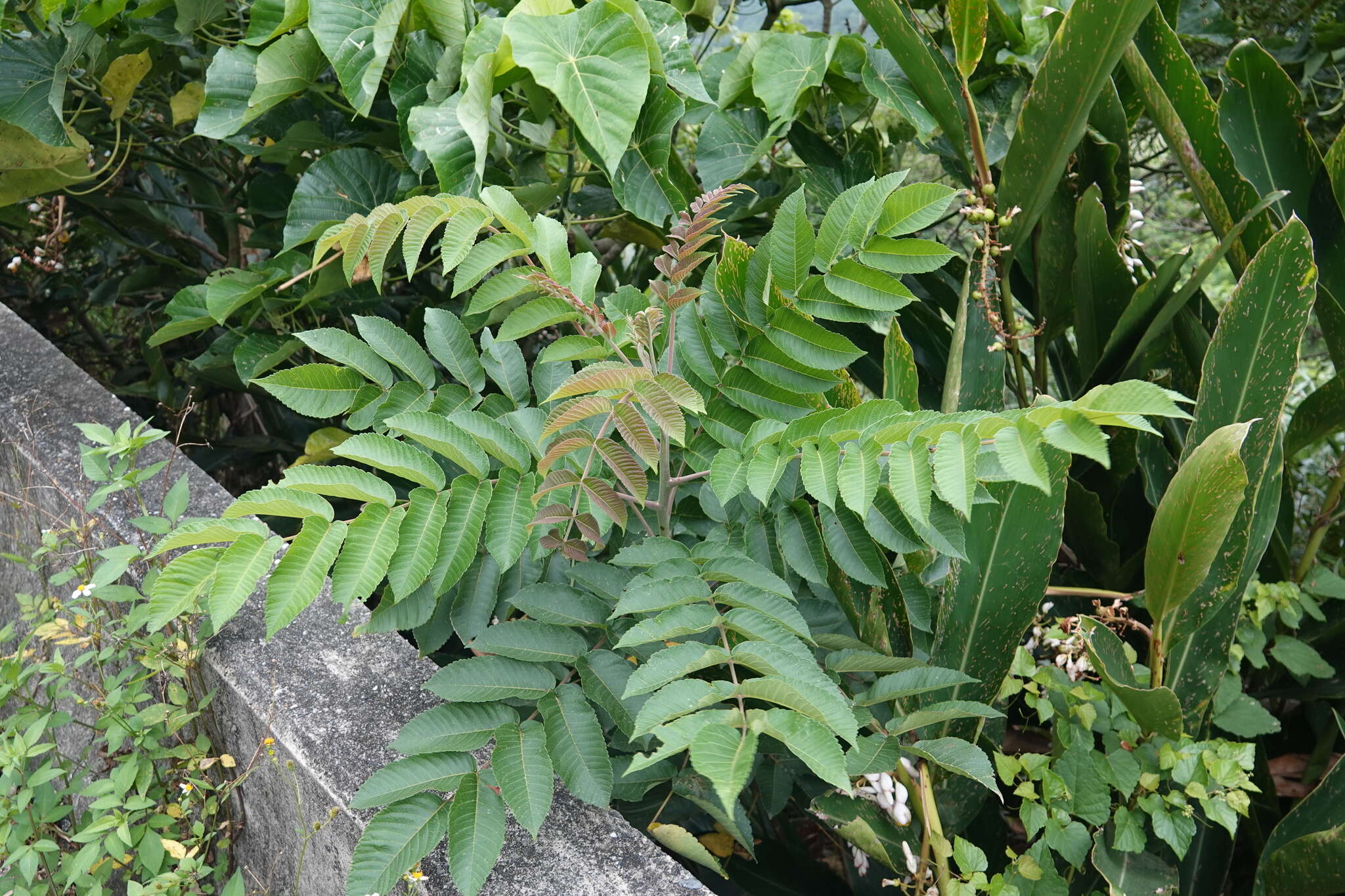 Слика од Rhus chinensis var. roxburghii (DC.) Rehd.