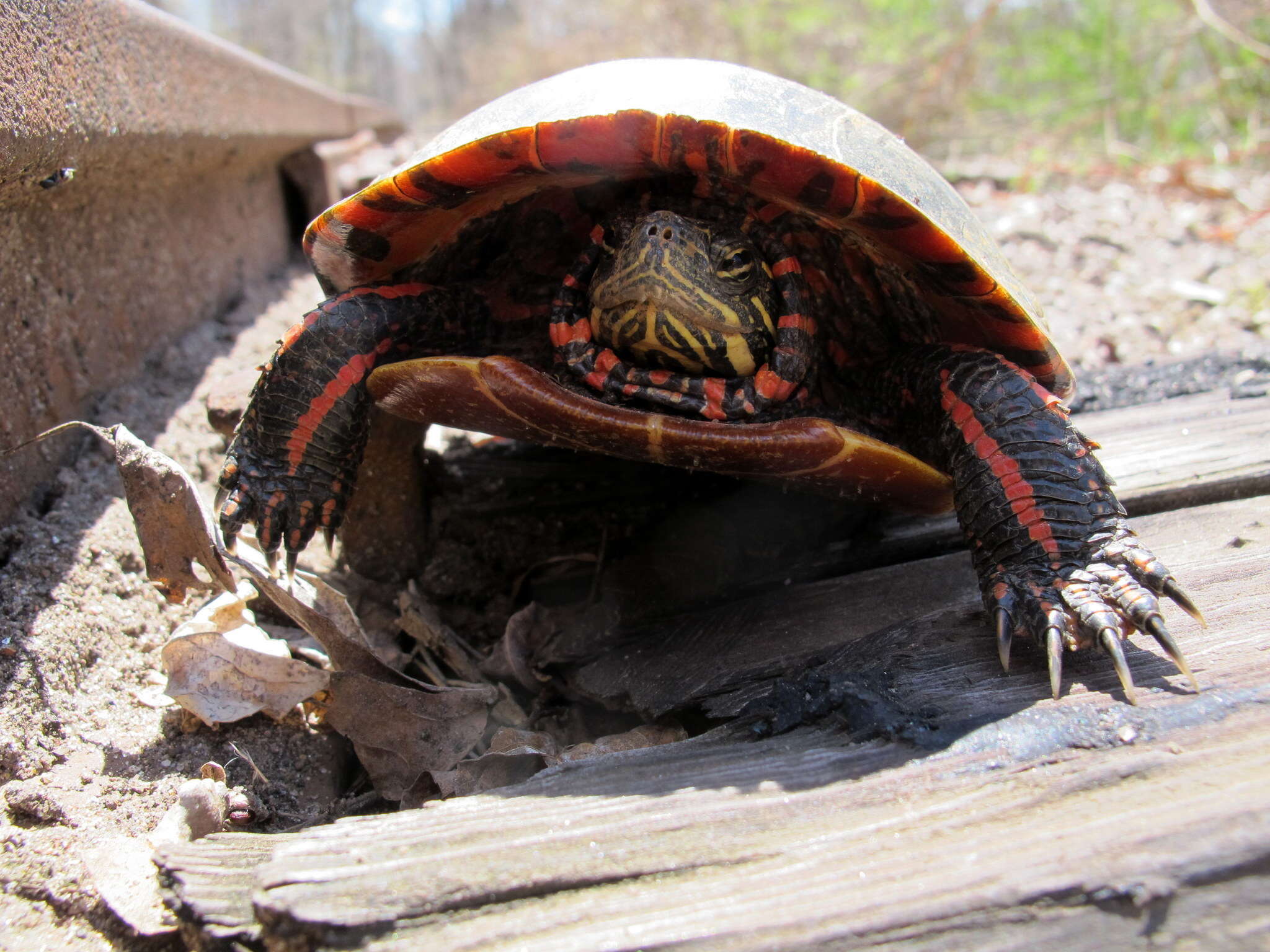 Image of Eastern Painted Turtle