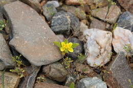 Image of Cruckshanksia pumila Clos