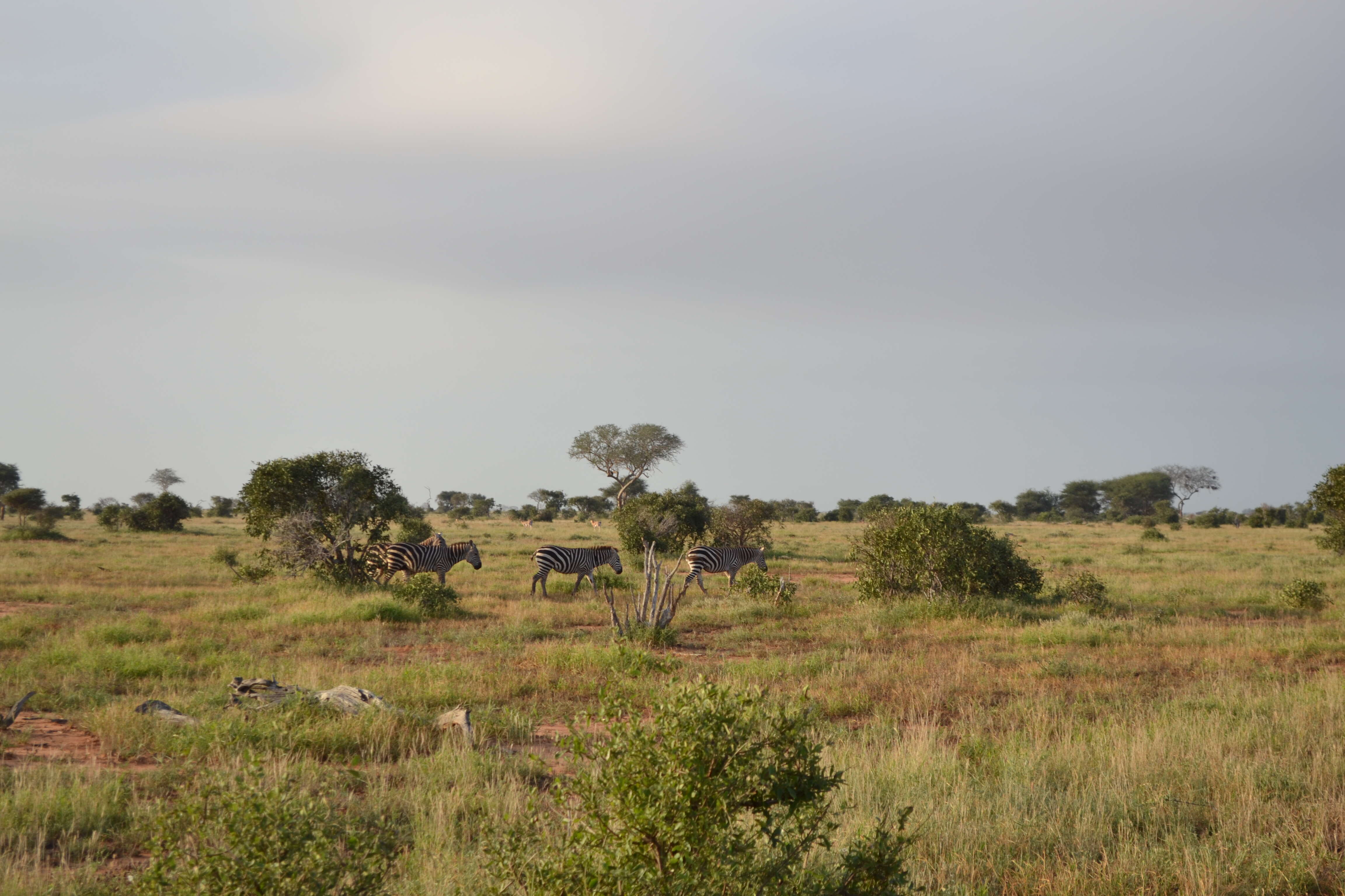 Image of Grant's zebra