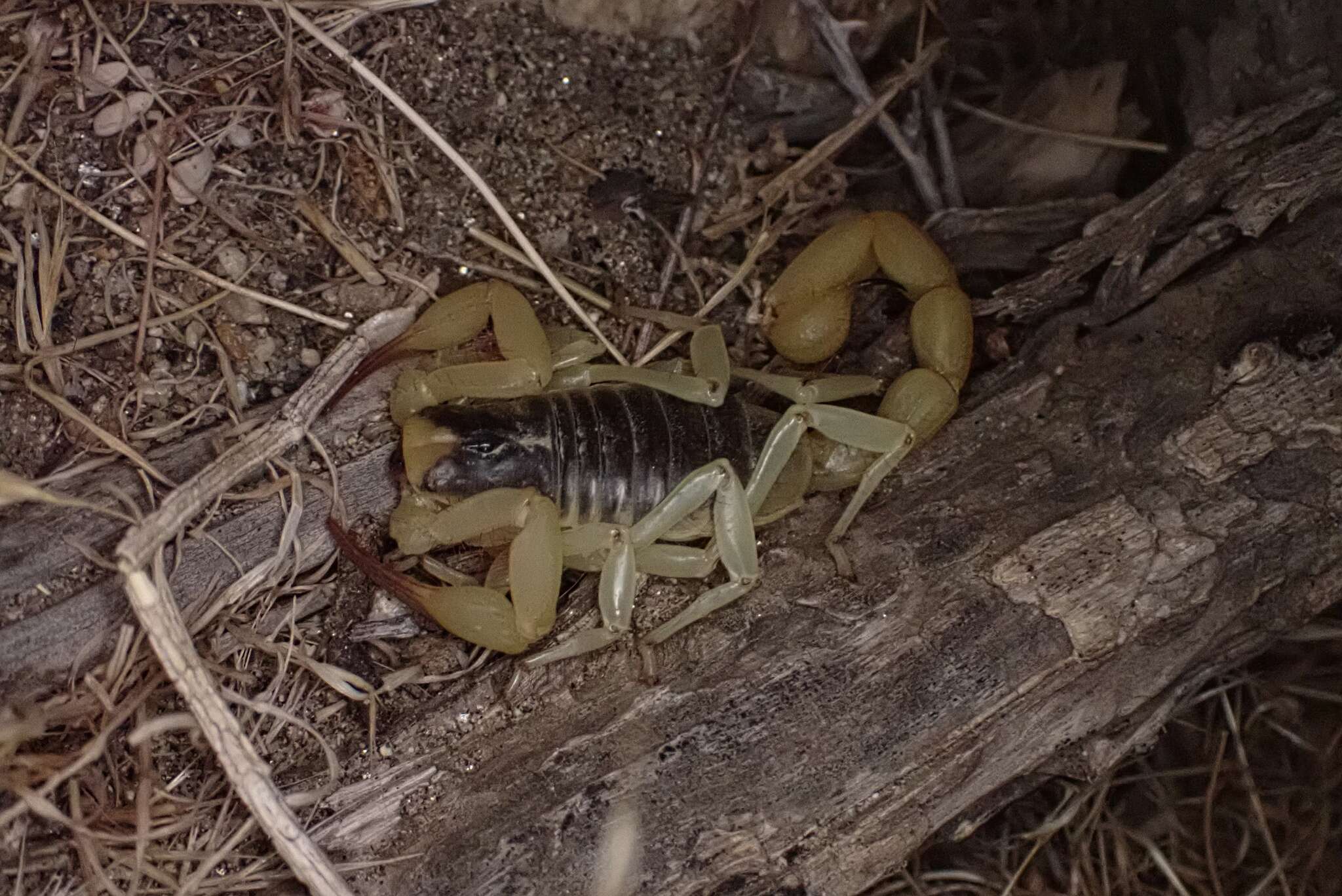 Image of Hadrurus anzaborrego Soleglad, Fet & Lowe 2011