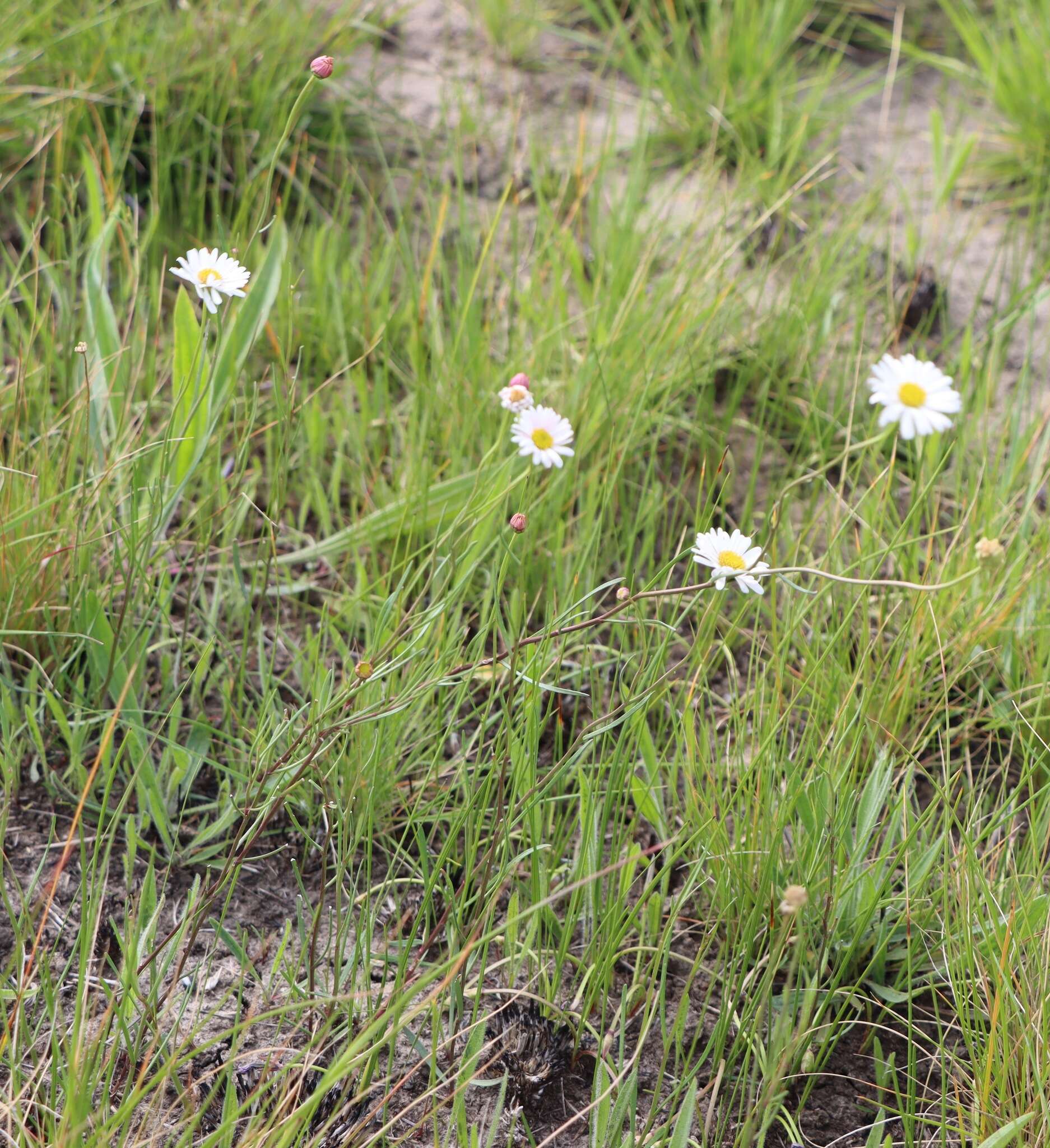 Image of Brachyscome paludicola P. S. Short