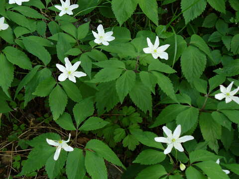 Image of Anemone trifolia L.