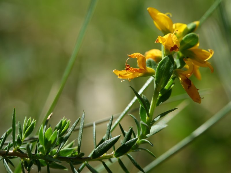 Genista anglica (rights holder: Kristian Peters -- Fabelfroh 11:04, 8 May 2007 (UTC))
