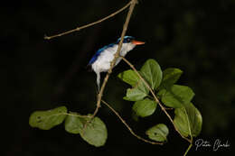 Image of Common Paradise Kingfisher