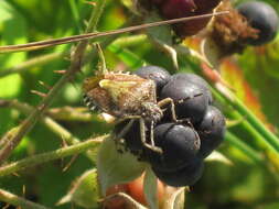 Image of sloe bug