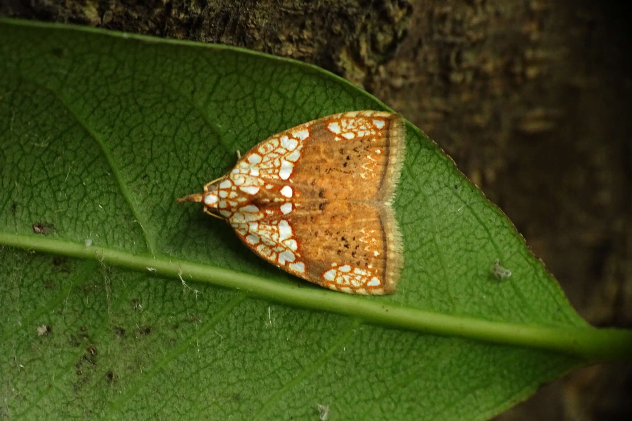 Image of Gabala argentata Butler 1878